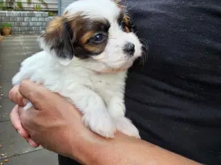 Ægte Bichon havanais pige