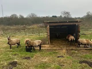 Cameroun får