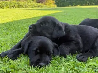 Labrador (75%)/rottweiler (25%) blandinger 