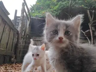 Vidunderlige kattekillinger