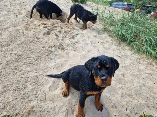 Rottweiler hvalpe på 4 mdr. sælges