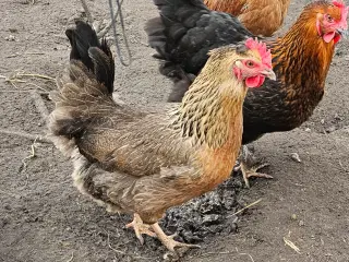 Høns ny æglægere