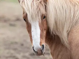 Skønne dejlige Melle søger sin nye bedste ven 