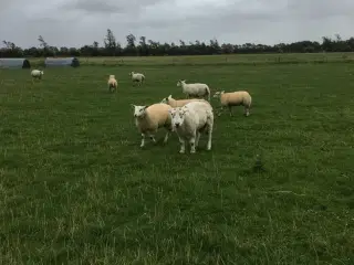 Texel vædder