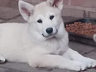 Husky blandinger 