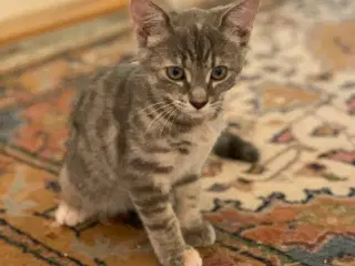 25 % mainecoon killinger sælges