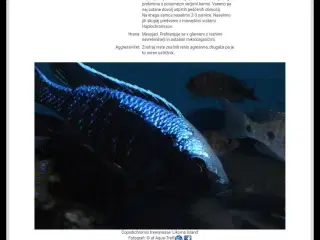 Malawi cichlider 