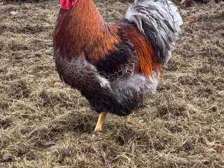 Daggamle wyandot kyllinger