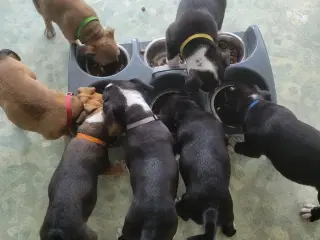 7 uger Staffordshire Bull Terrier hvalpe 