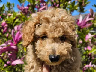 Toy/dværg puddel