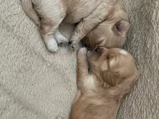Cavapoo