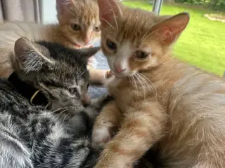 Killing hunkat