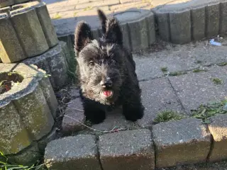Skotsk Terrier hundehvalp