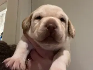 Lækker gul han basse søger ny familie 