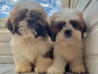 Ægte shih tzu hvalpe (11 uger)