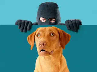 🔴ADVARSEL 6000 KOLDING HUNDE SVINDLER🔴