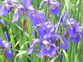 blå Iris