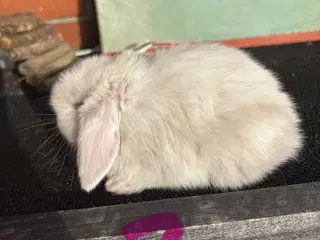 Mini lop hun kanin