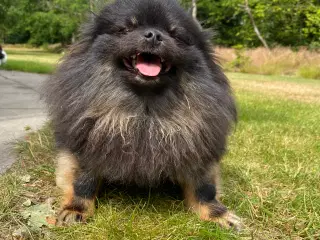 Pomeranian tæve 3 år