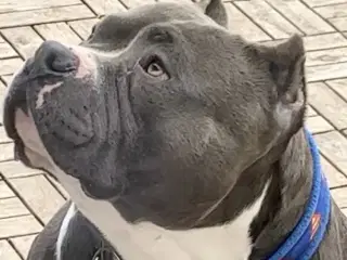 American bully AVL