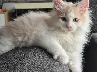 Lækker tillidsfuld Maine coon dreng sælges