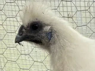 Puff Mellemstor silkehane