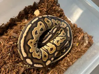 0.1 Black pastel fire het pied poss het albino
