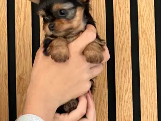 Yorkshire terrier/Chihuahua