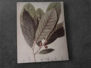 Papirark med grønne blade og røde bær Tilføj et na