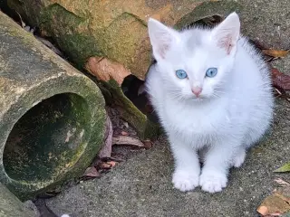 Vidunderlige kattekillinger