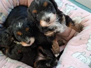 Havapoo hvalpe til salg