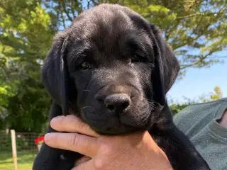 Sort labradorhvalp på 8 uger