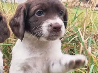 Staby, sprocker, field cocker 