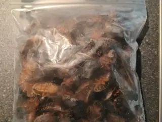 Dubia kakerlakker på frost 