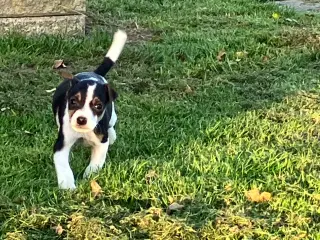 Dansk Svensk Gårdhundehvalpe