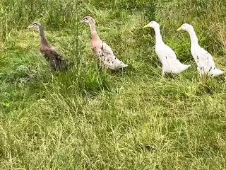 4 Løbeænder sælges