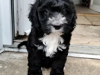 Søde Cockapoo hvalpe