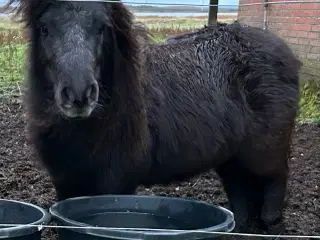 Skøn mini shetlænder hoppe sælges 