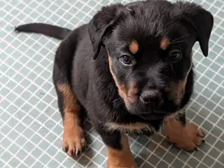 Labweiler 