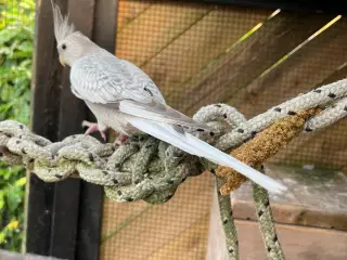 Nymfeparkit 