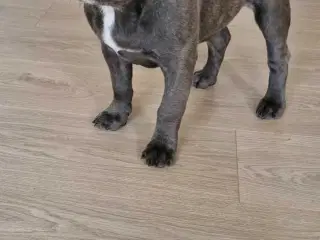 Fransk bulldog 