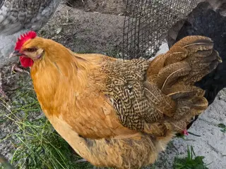 Høns, grønlæggere 