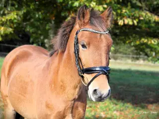 Sød 3 er pony 
