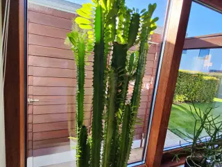Kaktus/sukkulent - Euphorbia trigona 