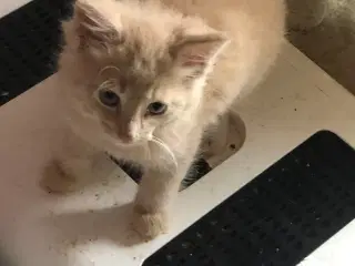 Halv maincoon killinger