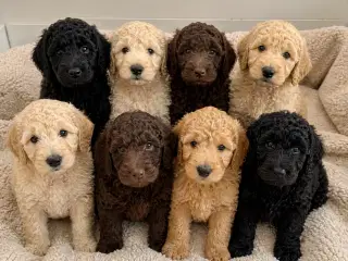 F1b Labradoodle hvalpe klar til sommer