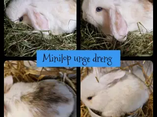 Minilop unge dreng