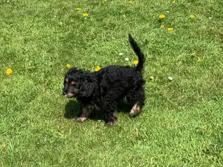 Cavapoo babyer må rejse nu