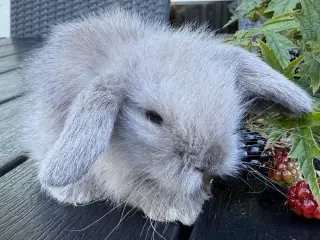 Lion lop