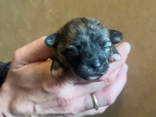 Kun 2 tilbage nu! Små blandinger 